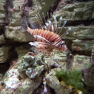 Lionfish
