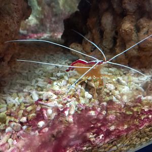 Cleaner Shrimp