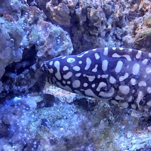 Skeletor Moray (yes that's apparently what it's called)