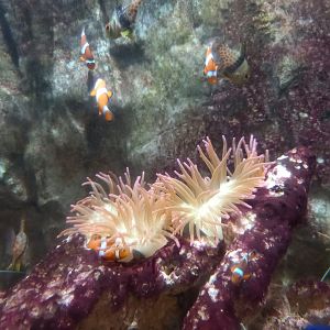 Clownfish and Anemone