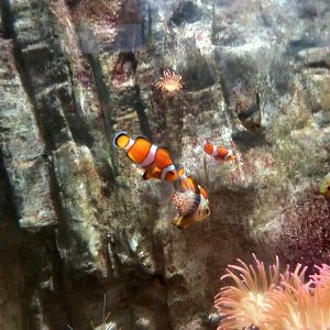 Clownfish and Pajama Cardinalfish