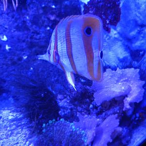 Copperband Butterflyfish