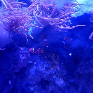 Clownfish and Anemone