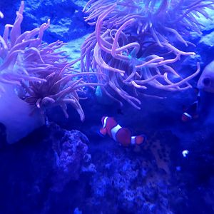 Clownfish and Anemone