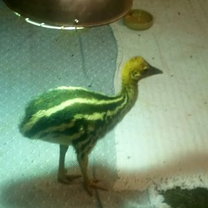 Cassowary Chick 16/10/21