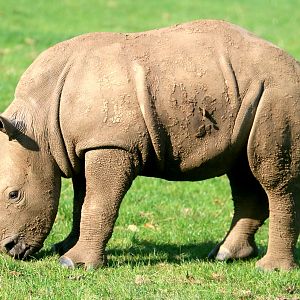 White rhinoceros calf; Whipsnade; 16th October 2021