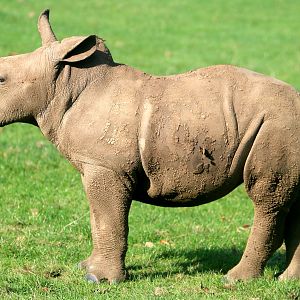 White rhinoceros calf; Whipsnade; 16th October 2021