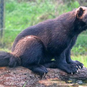 Wolverine; Whipsnade; 16th October 2021