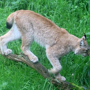 Eurasian lynx; Whipsnade; 16th October 2021