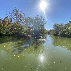 Oct. 2021 - Caribbean Flamingo Exhibit