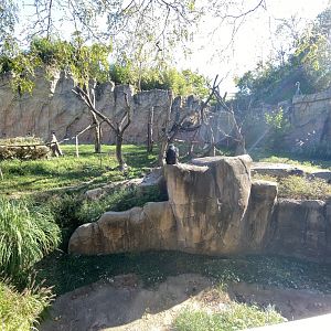 Oct. 2021 - Fragile Forest - Chimpanzee Exhibit