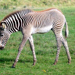 Grevy's zebra foal; Whipsnade; 16th October 2021