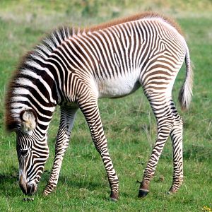 Grevy's zebra foal; Whipsnade; 16th October 2021