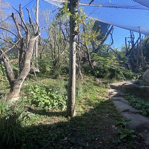 Oct. 2021 - Fragile Forest - Orangutan Exhibit