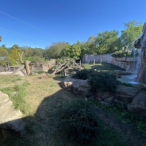 Oct. 2021 - Fragile Forest - Gorilla Exhibit