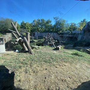 Oct. 2021 - Fragile Forest - Gorilla Exhibit
