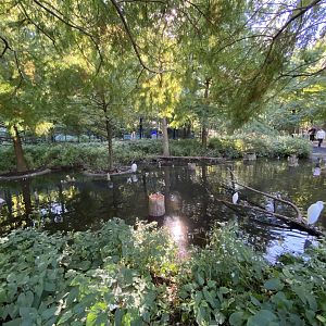 Oct. 2021 - 1904 Cypress Swamp