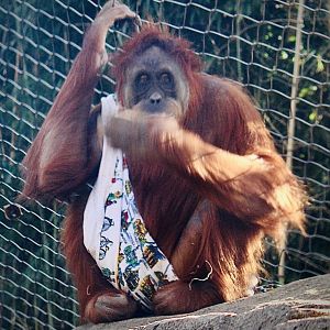 Oct. 2021 - Fragile Forest - Sumatran Orangutan