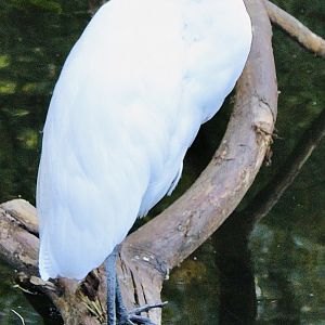 Oct. 2021 - 1904 Cypress Swamp - Cattle Egret