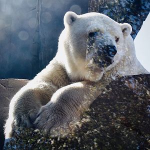 Oct. 2021 - Polar Bear Point - Polar Bear