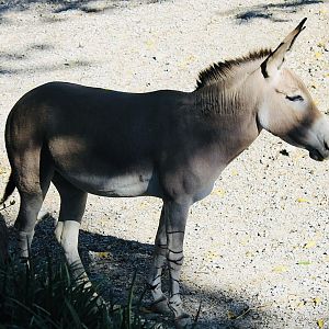 Oct. 2021 - Red Rocks - Antelope Yards - Somali Wild Ass