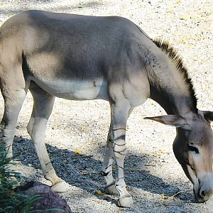 Oct. 2021 - Red Rocks - Antelope Yards - Somali Wild Ass