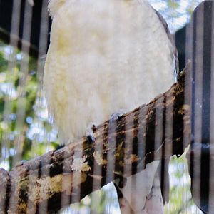 Oct. 2021 - Bird Garden - Laughing Kookaburra