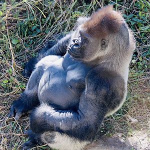 Oct. 2021 - Fragile Forest - Gorilla