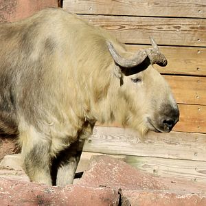 Oct. 2021 - Red Rocks - Antelope Yards - Sichuan Takin