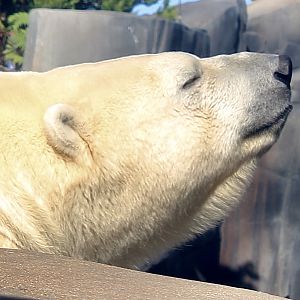 Oct. 2021 - Polar Bear Point - Polar Bear