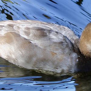 Oct. 2021 - 1904 Cypress Swamp - Canvasback