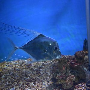 African pompano (Alectis ciliaris)