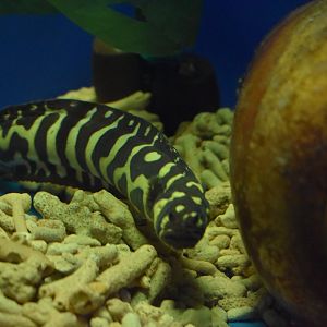 convict blenny/goby or  engineer blenny/goby（Pholidichthys leucotaenia）