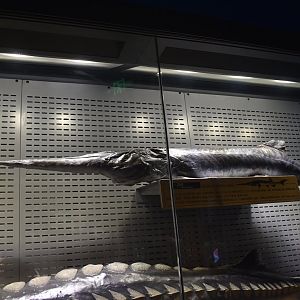 Chinese paddlefish (Psephurus gladius)