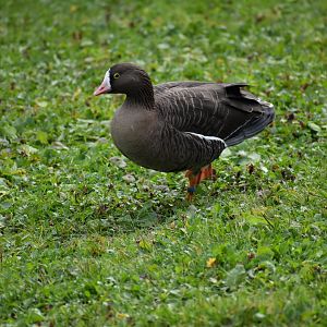 Anser erythropus - Lesser White-fronted Goose