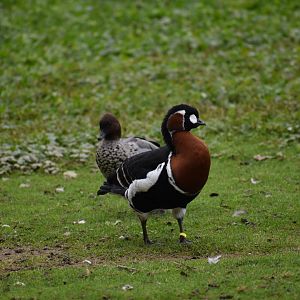 Branta ruficollis - Red-breasted Goose