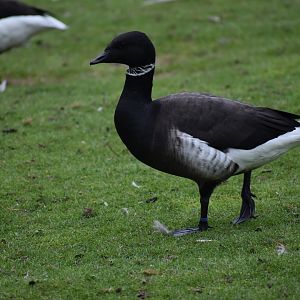 Branta bernicla - Brant Goose