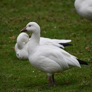 Anser caerulescens - Snow Goose