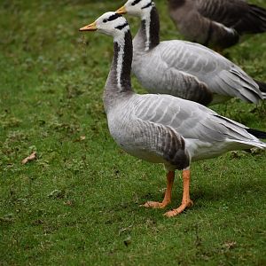 Anser indicus - Bar-headed Goose