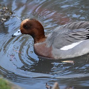 Mareca penelope - Eurasian Wigeon