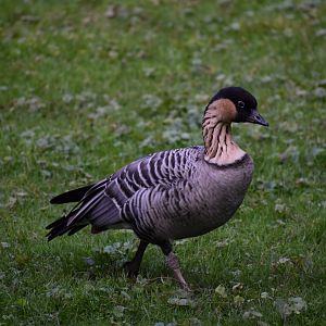 Branta sandvicensis - Nene
