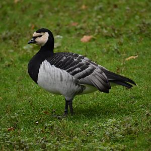 Branta leucopsis - Barnacle Goose