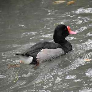 Netta peposaca - Rosy-billed Pochard