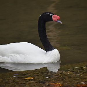 Cygnus melancoryphus - Black-necked Swan