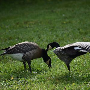 Branta hutchinsii minima - Cackling Goose