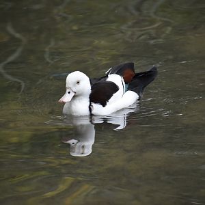 Radjah radjah - Raja Shelduck