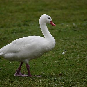 Coscoroba coscoroba - Coscoroba Swan
