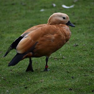 Tadorna ferruginea - Ruddy Shelduck