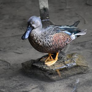 Spatula rhynchotis - Australasian Shoveler