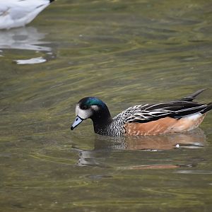 Mareca sibilatrix - Chiloe Wigeon